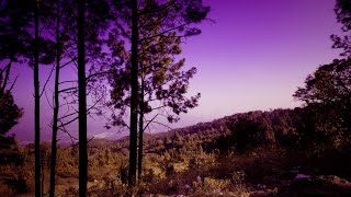 Lost in Pine forest || Landscape Photography POV || Netarhat Jharkhand