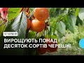 Родина Онищуків вирощує у своєму саду в селі понад десяток сортів черешень
