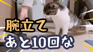 【ねこぐらし】腕立てからのゴハンと咀嚼音