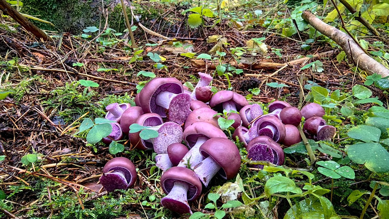 Грибная охота в Подмосковье 18.10.2025. Рядовки фиолетовые