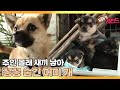 [TV 동물농장 레전드/SUB] ‘주인 몰래 새끼 숨기는 개’ 풀버전 다시보기 #TV동물농장 #AnimalFarm #SBSstory