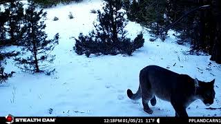 Mountain Lion in Winter by People and Carnivores 219 views 2 years ago 10 seconds