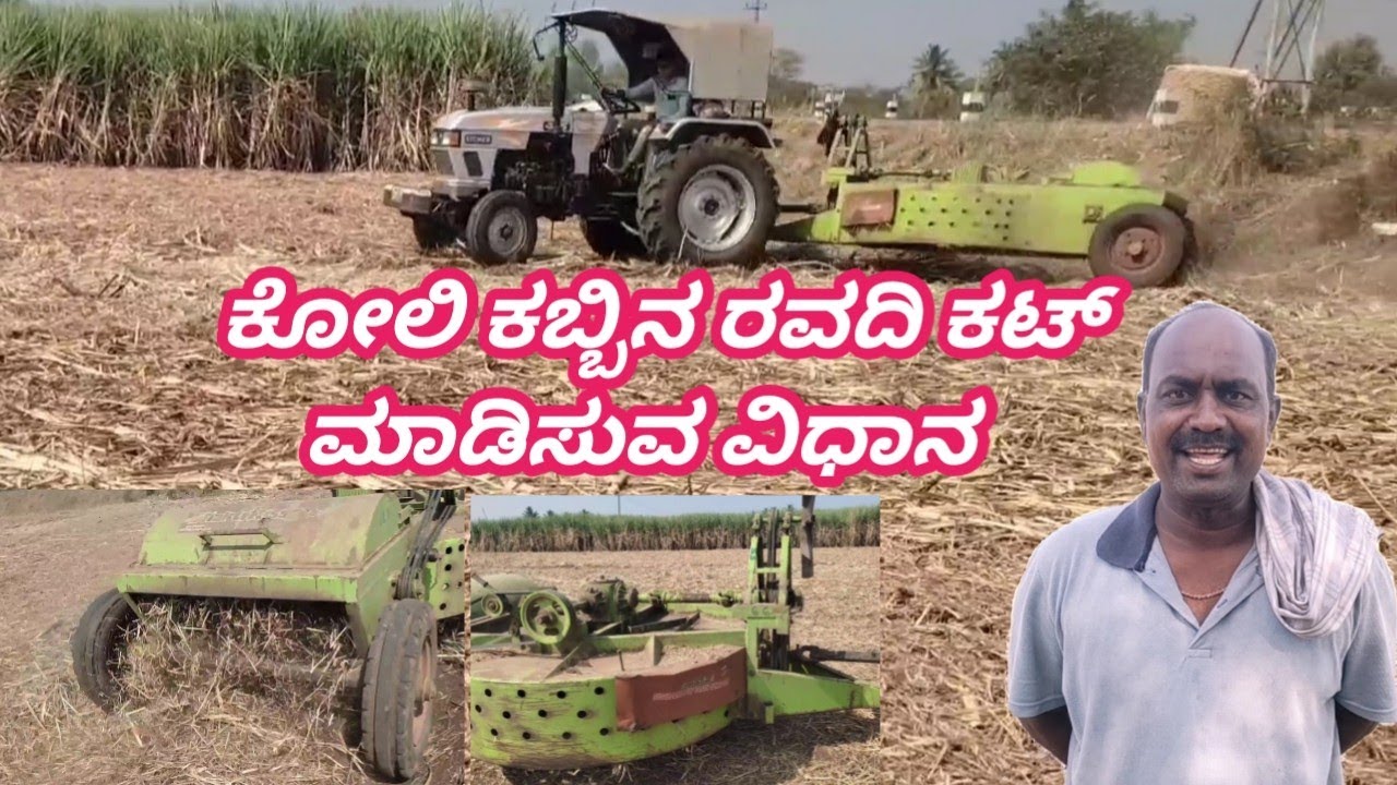 ಕೋಲಿ ಕಬ್ಬಿನ ರವದಿ ಕಟ್ ಮಾಡಿಸುವ ವಿಧಾನ  || Sugarcane ✅