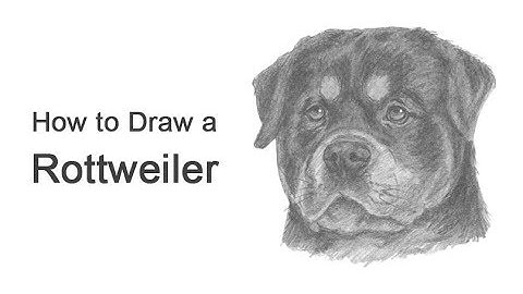 How to Draw a Rottweiler Dog (Head Detail)