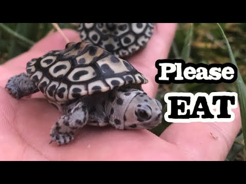 How to Feed a Baby Turtle Not Eating TURTLE CARE TIPS