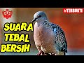 Bunyi Burung Tekukur Jantan Tebal Jernih Enak Di Dengar Mp3 - Mp4 Download