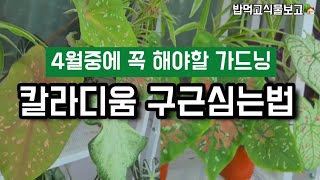 4월가드닝/칼라디움구근심기/칼라디움기르는법 #베란다정원 #칼라디움#구근식물#관엽식물