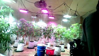 outdoor marijuana garden 2020 prep indoors till may