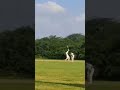 Name The Shot 🔥 #MAHADEV #thetricc #trending #trendingshorts #batsman #viralshort  #youtubeshorts