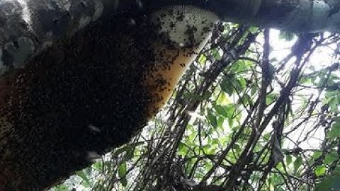 Cận cảnh lấy mật ong rừng/ vắt mật ong nguyên chất