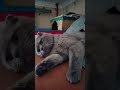 😺Раслабленный Себастьян 😺