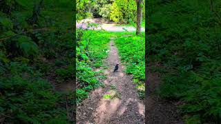 🎵🎶 White Squirrel interacting with birds and squirrels
