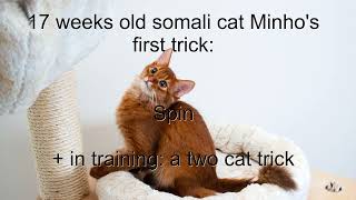 Somali kitten's first cat trick (and a two cat trick in training)