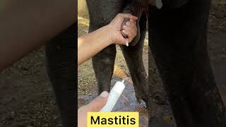 Mastitis l Dr. Umar Khan
