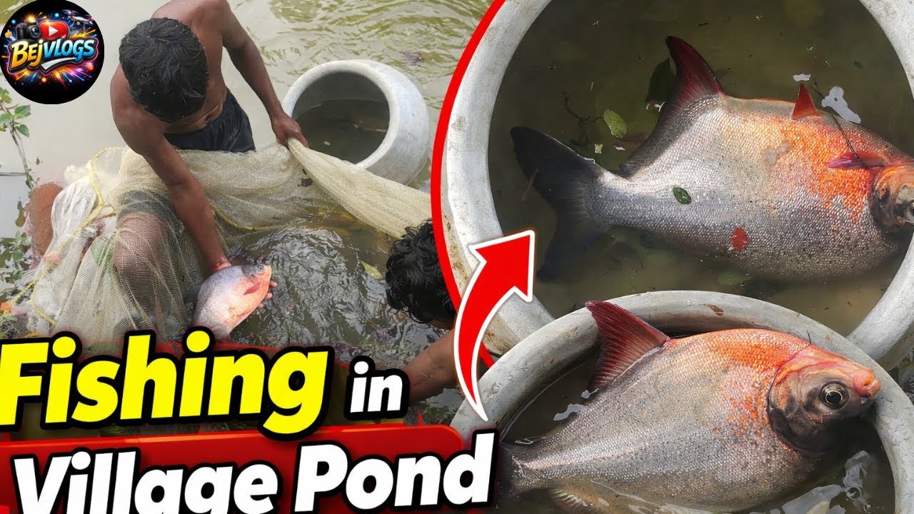 ଗାଁ ପୋଖରୀରେ ମାଛ ଧରା 🎣Amazing Fishing in Village Pond @Bejvlogs