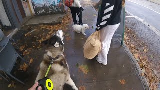Noisy Husky Causes A Scene In The Worst Places!