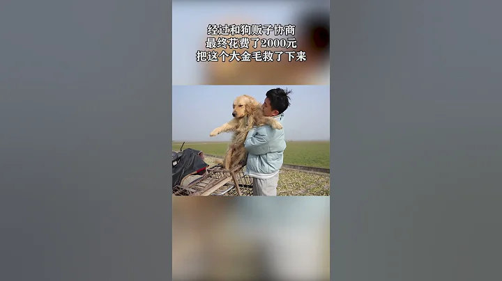 被主人送上狗肉車的金毛，無助的流著眼淚，被救後開心的像個孩子 - 天天要聞