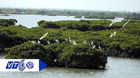 Khám phá rừng ngập mặn nơi đất mũi Cà Mau | VTC