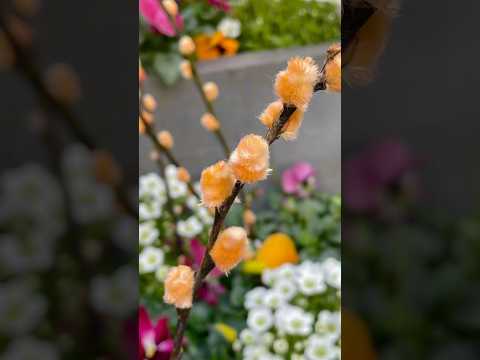 Баден Баден2025 Ковры из крокусов 🌸💐🌷#Löwenbräu #germany