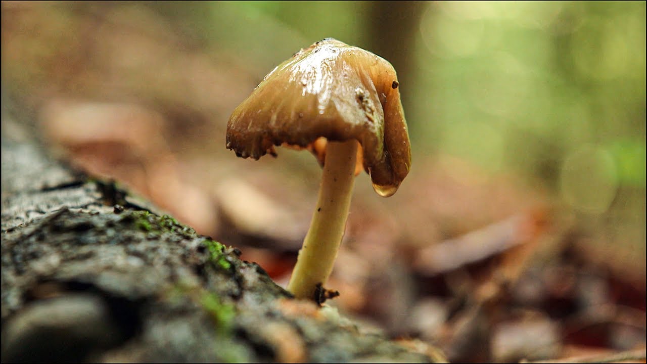 Mushroom Foraging in Deep Appalachia