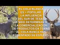 Tierra de Venados VENADO BURA, APASIONANTE TEMA, DATOS IMPORTANTES, DÓNDE ENCONTRAR AL VENADO BURA.