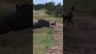 Pack Of Wild Dogs Attempt To Hunt A Herd Of Wildebeest! (VOLUME UP!)