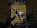 Matariki Park 5 Star Elk #wayofthehunter