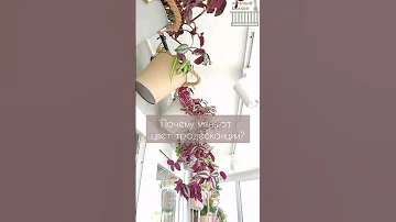 ЧТО БУДЕТ ЕСЛИ ПОЛИТЬ ТРАДЕСКАНЦИЮ Шоколадный холм?  #tradescantia #традесканция