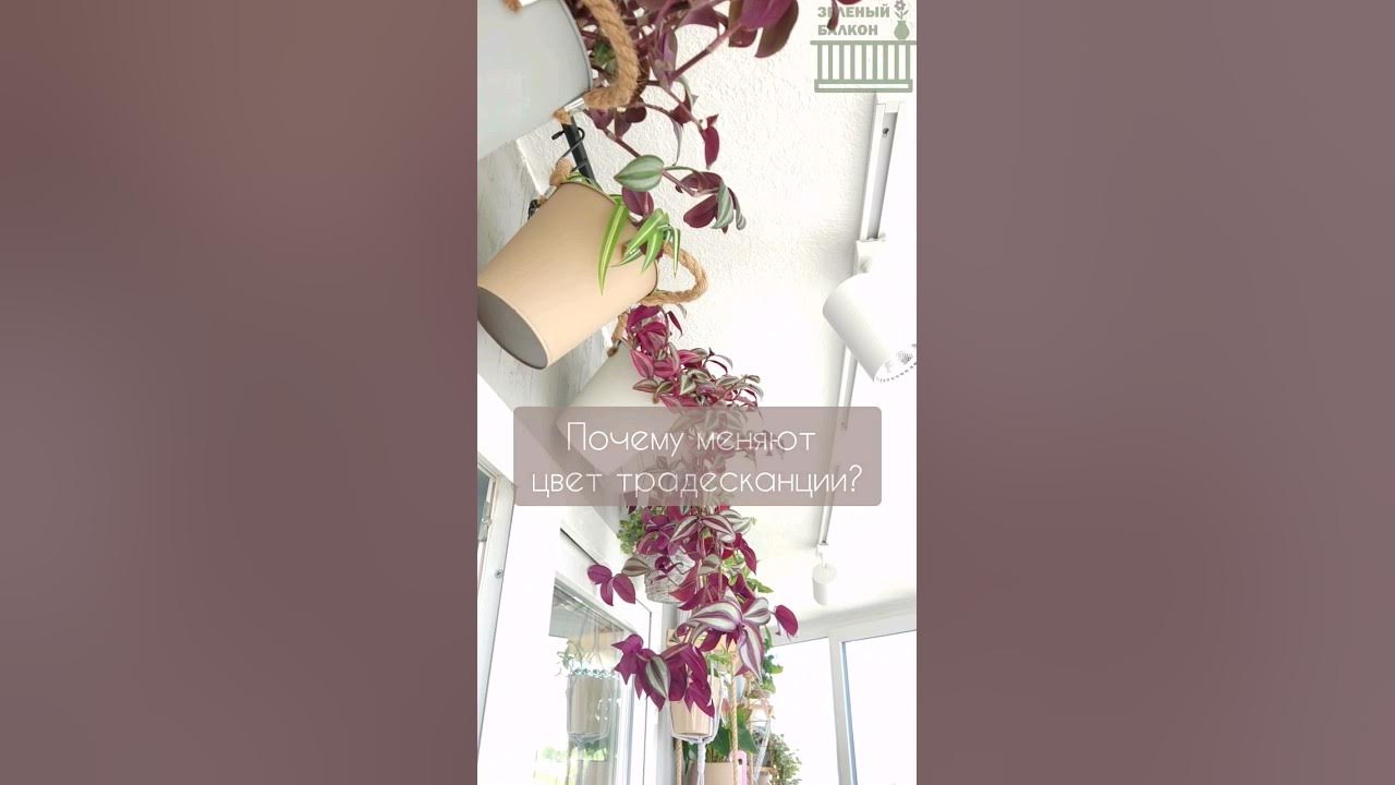 ЧТО БУДЕТ ЕСЛИ ПОЛИТЬ ТРАДЕСКАНЦИЮ Шоколадный холм? #tradescantia # ...