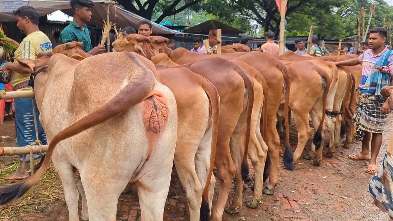 💰 আজ ১৬ জুলাই ২০২৫ || শাহিওয়াল বকনা গরুর ভিডিও দাম দর। সোনাইচন্ডী  হাট চাপাইনবয়াবগঞ্জ জেলা || #cow