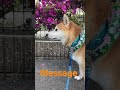 いきものがかりMessage