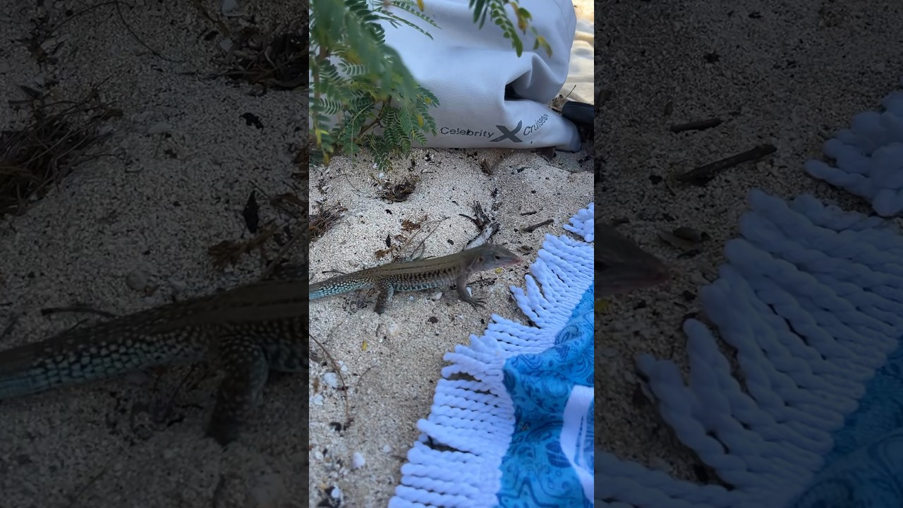 Lizard On The Loose - Virgin Gorda, Tortola, BVI