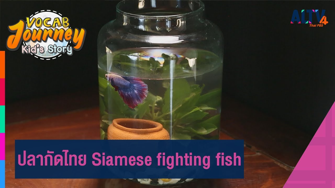 ปลากัดไทย Siamese fighting fish | Vocab Journey Kid’s story