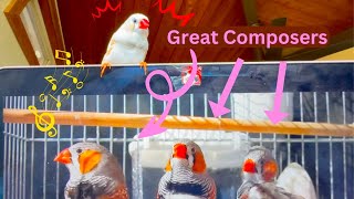 The Funny Zebra Finch reacts Beeping Songs from popular YouTube video  Funny Cute finch has no idea
