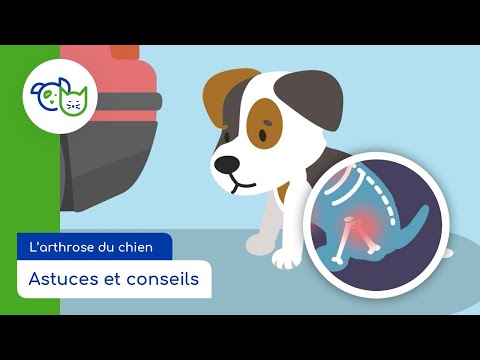 Vidéo: Chiens qui jouent trop rugueux