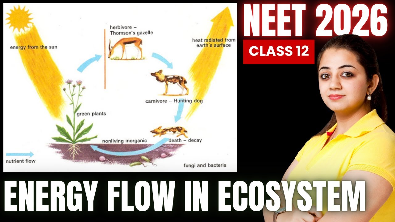 Energy Flow in Ecosystem Class 12 | NEET 2026 | NCERT Biology Chapter 14 Full Explanation