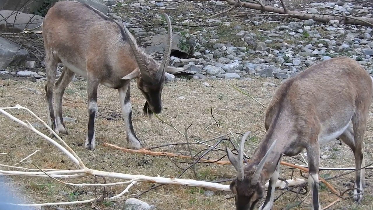 お食事するクレタパサン Cretan Wild Goat 18 0701 Youtube