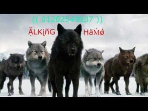 مهرجان الاشقية العريكة حمو الماجيك