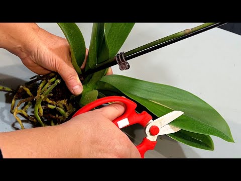 How To Make Orchids Grow Faster