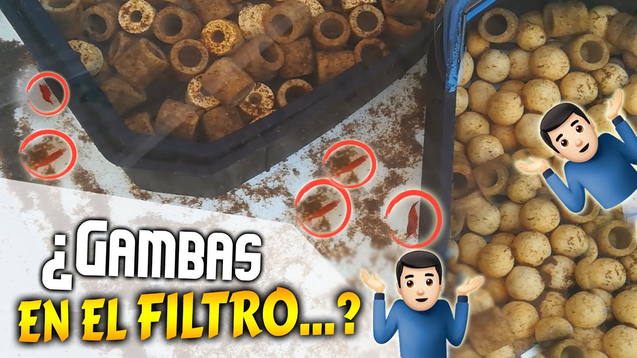¿¿¡¡GAMBAS EN EL FILTRO!!??