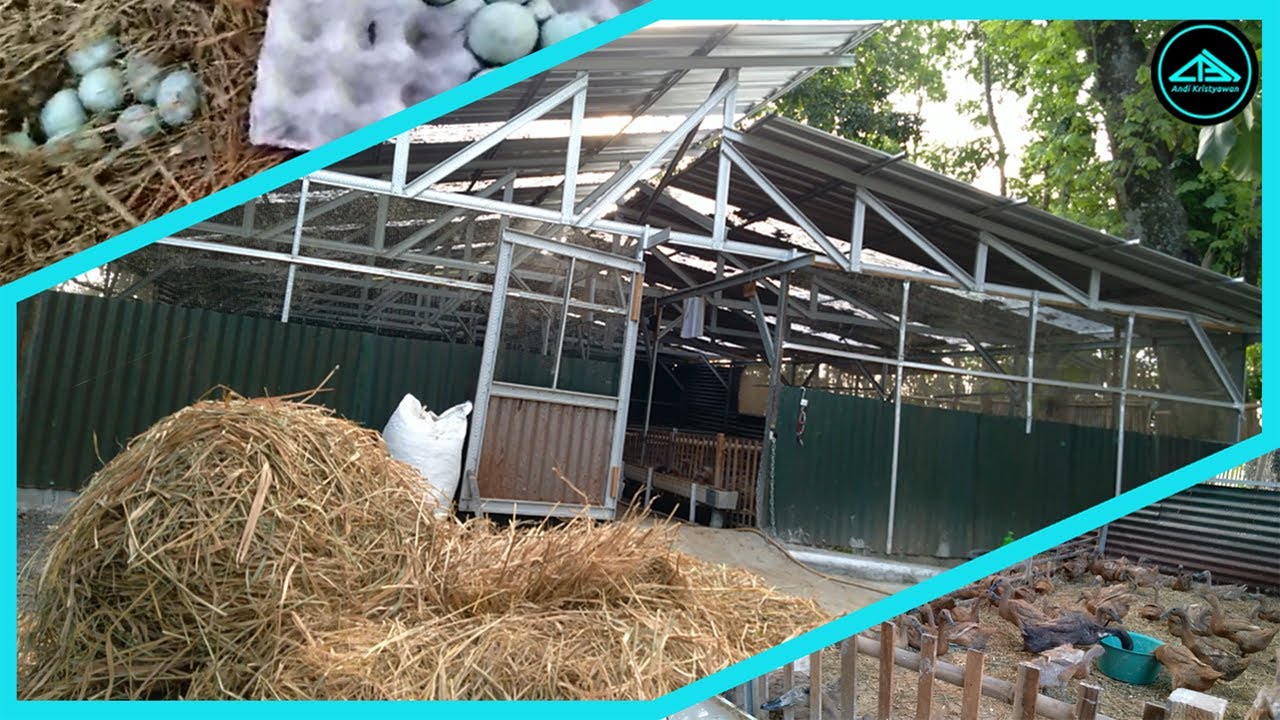 Kandang Bebek Mas Indra Klaten | Kandang Bebek Sistem Kering | Bebek Petelur