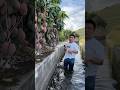 🥭 Viral Mango Harvesting &amp; Cutting ASMR 😍 Sweet Mango Farm Life #shorts #farming #fruitcutting #yt