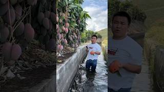 🥭 Viral Mango Harvesting &amp; Cutting ASMR 😍 Sweet Mango Farm Life #shorts #farming #fruitcutting #yt