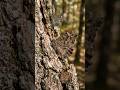 The Butterfly Was Hiding in Plain Sight… 🦋#butterfly #camouflage #natureshiddenmoments
