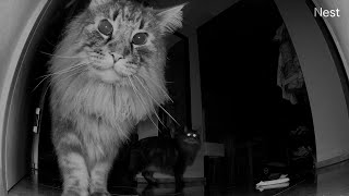 What My Cats Do at Night | Norwegian Forest Cats