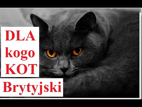 Wideo: Jak Wybrać Pseudonim Dla Brytyjskiego Kota