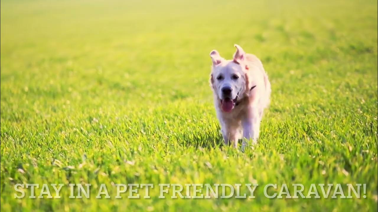 pet friendly holidays YouTube