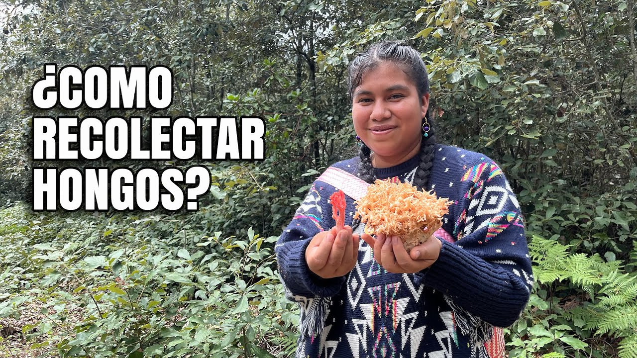 Los hongos comestibles más fáciles de encontrar en los bosques