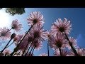 和歌山県植物公園緑花センター2018/4/28 の動画、YouTube動画。