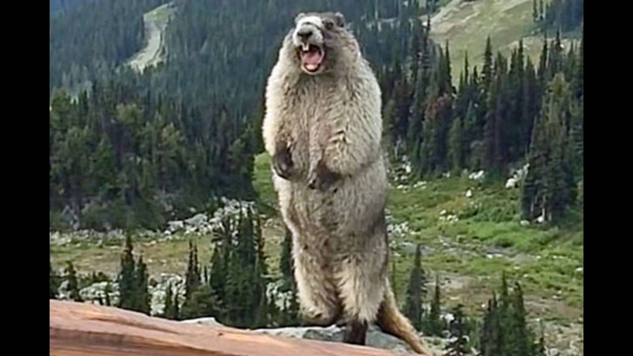 Бобер орет в горах Бобер орет в горах
